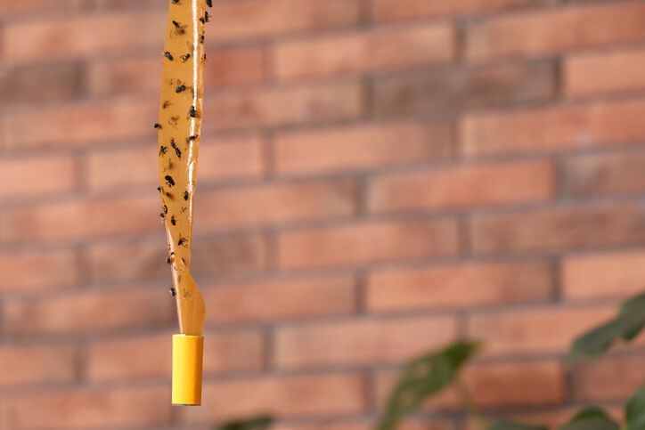 Bescherming tegen teken en vlooien